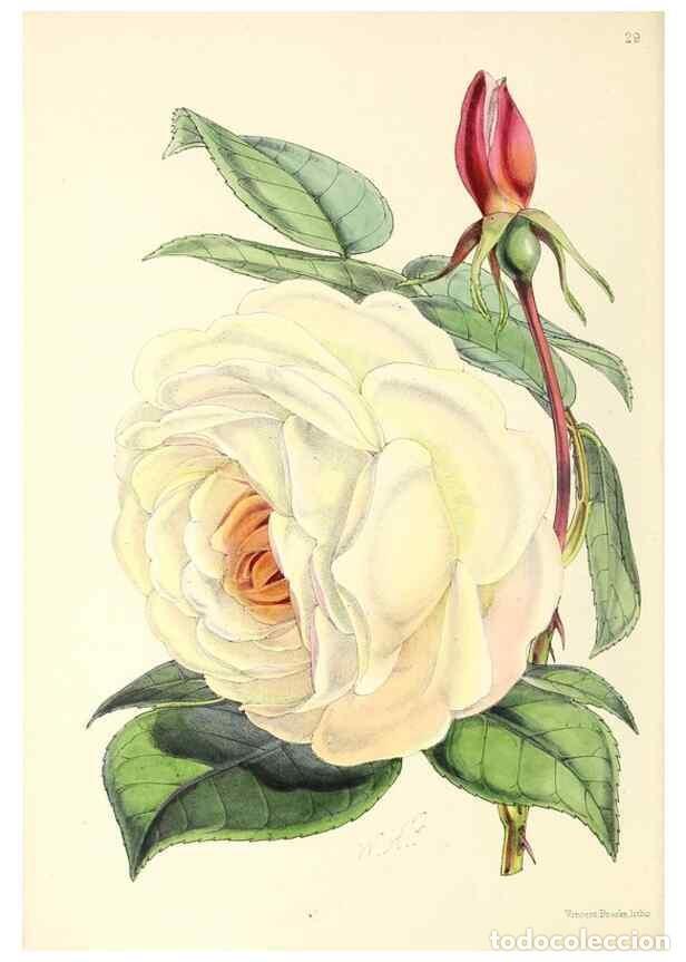 Collectionnisme de Revues et Journaux: Reproducci&oacute;n/Reproduction 49797015248: The floral magazine;. London,L. Reeve & Co.. - Dombrain, Henr