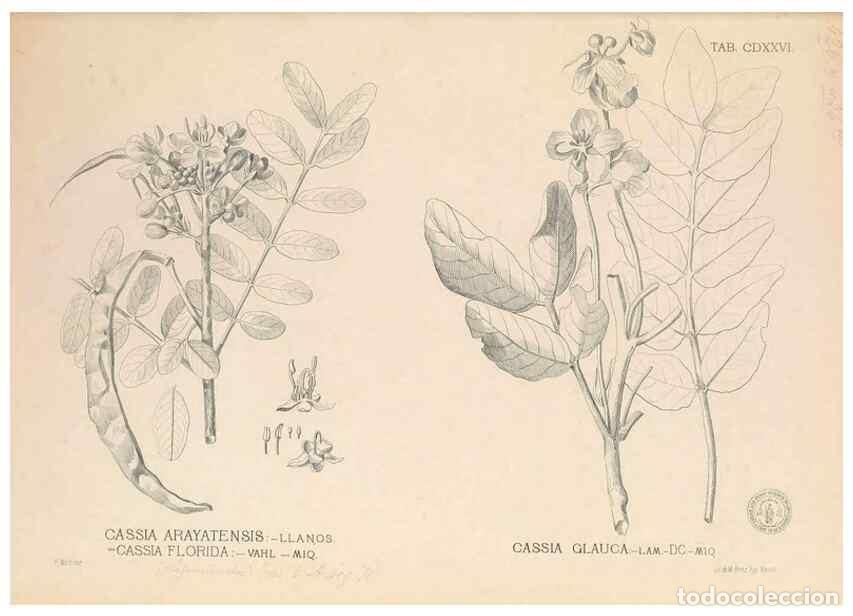 Collectionnisme de Revues et Journaux: Reproducci&oacute;n/Reproduction 49747552112: Flora de Filipinas,. Manila,Estab. tip. de Plana y ca.,1877-8