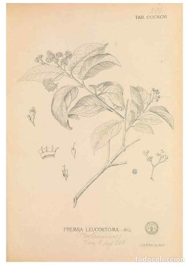 Collection Magazines and Newspapers: Reproducci&oacute;n/Reproduction 49747217231: Flora de Filipinas,. Manila,Estab. tip. de Plana y ca.,1877-8