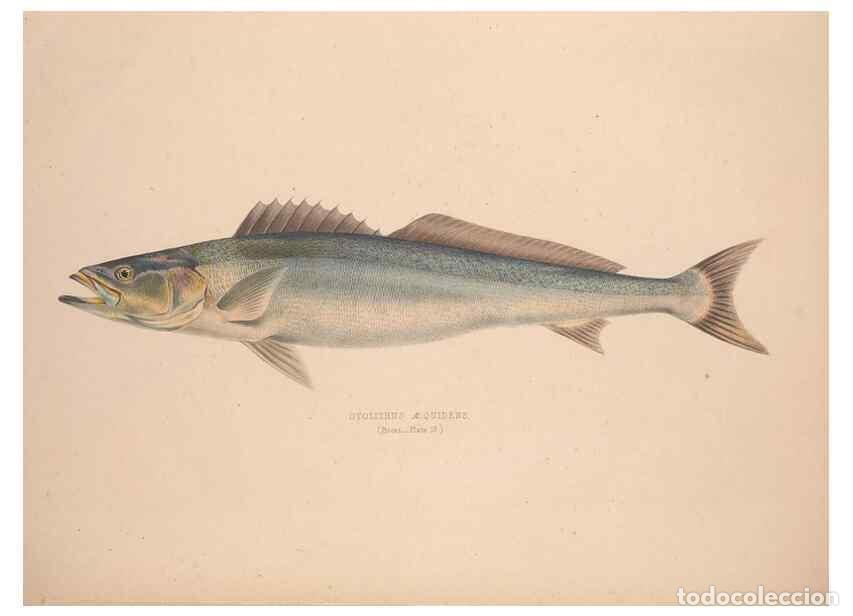 Colecionismo de Revistas e Jornais: Reproducci&oacute;n/Reproduction 49807322157: Illustrations of the zoology of South Africa. London :Smith,