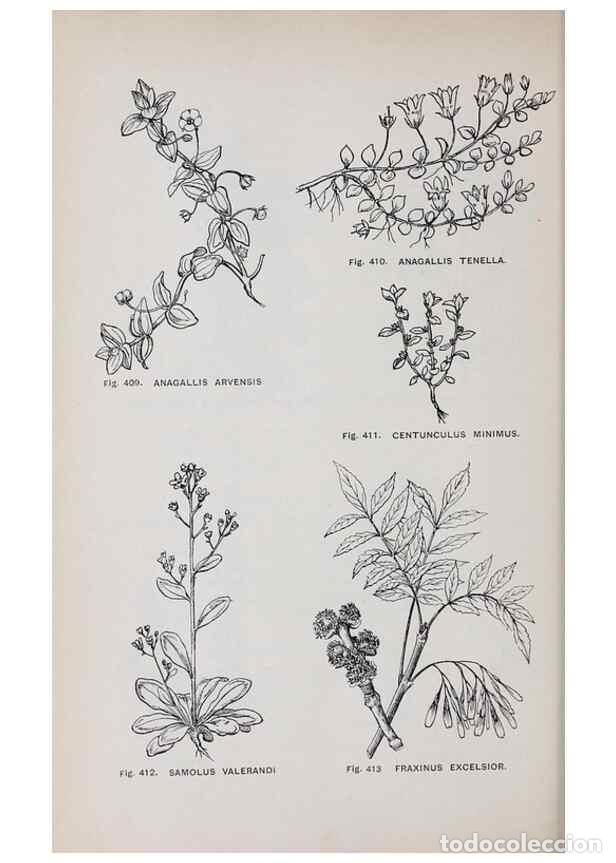 Collection Magazines and Newspapers: Reproducci&oacute;n/Reproduction 49743279446: The flora of the Liverpool district /. Liverpool :D. Marples