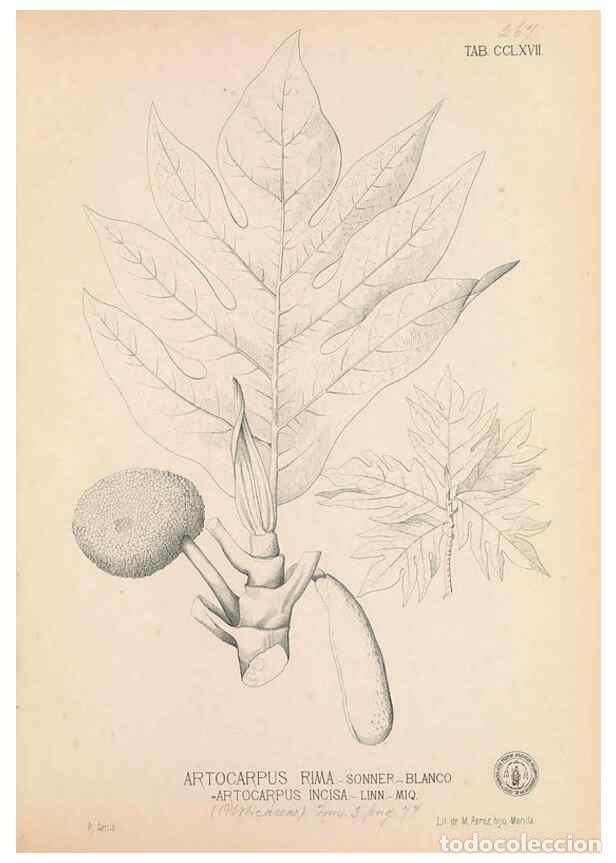 Collection Magazines and Newspapers: Reproducci&oacute;n/Reproduction 49747185201: Flora de Filipinas,. Manila,Estab. tip. de Plana y ca.,1877-8