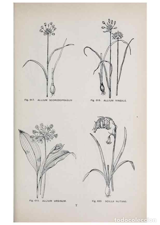 Collection Magazines and Newspapers: Reproducci&oacute;n/Reproduction 49743614112: The flora of the Liverpool district /. Liverpool :D. Marples