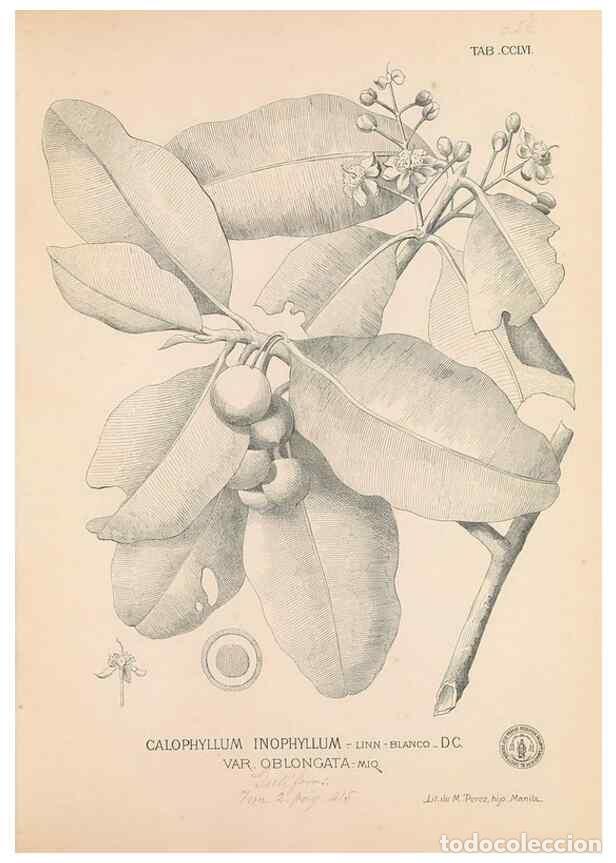 Collection Magazines and Newspapers: Reproducci&oacute;n/Reproduction 49746640803: Flora de Filipinas,. Manila,Estab. tip. de Plana y ca.,1877-8