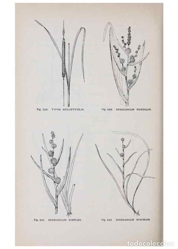 Collection Magazines and Newspapers: Reproducci&oacute;n/Reproduction 49743615722: The flora of the Liverpool district /. Liverpool :D. Marples