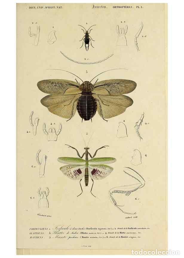 Collection Magazines and Newspapers: Reproducci&oacute;n/Reproduction 49724246271: Dictionnaire universel d'histoire naturelle :. Paris :Chez le