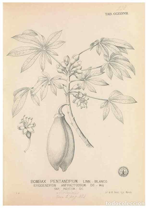 Collection Magazines and Newspapers: Reproducci&oacute;n/Reproduction 49746635498: Flora de Filipinas,. Manila,Estab. tip. de Plana y ca.,1877-8