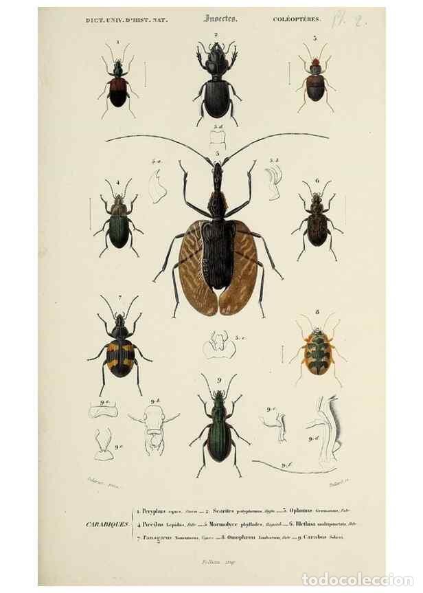 Collection Magazines and Newspapers: Reproducci&oacute;n/Reproduction 49724242416: Dictionnaire universel d'histoire naturelle :. Paris :Chez le