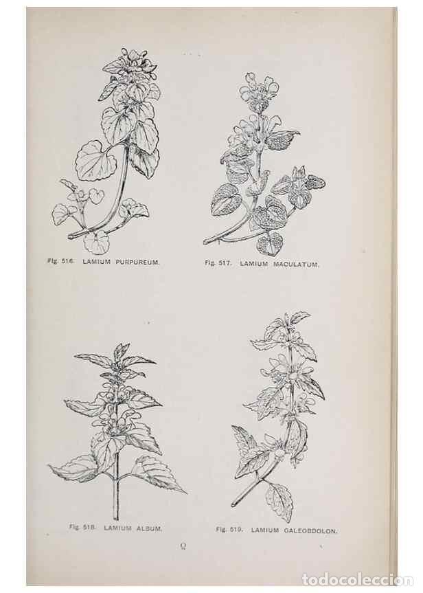 Collection Magazines and Newspapers: Reproducci&oacute;n/Reproduction 49743607087: The flora of the Liverpool district /. Liverpool :D. Marples