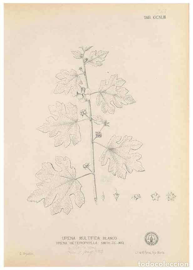 Collection Magazines and Newspapers: Reproducci&oacute;n/Reproduction 49747178431: Flora de Filipinas,. Manila,Estab. tip. de Plana y ca.,1877-8