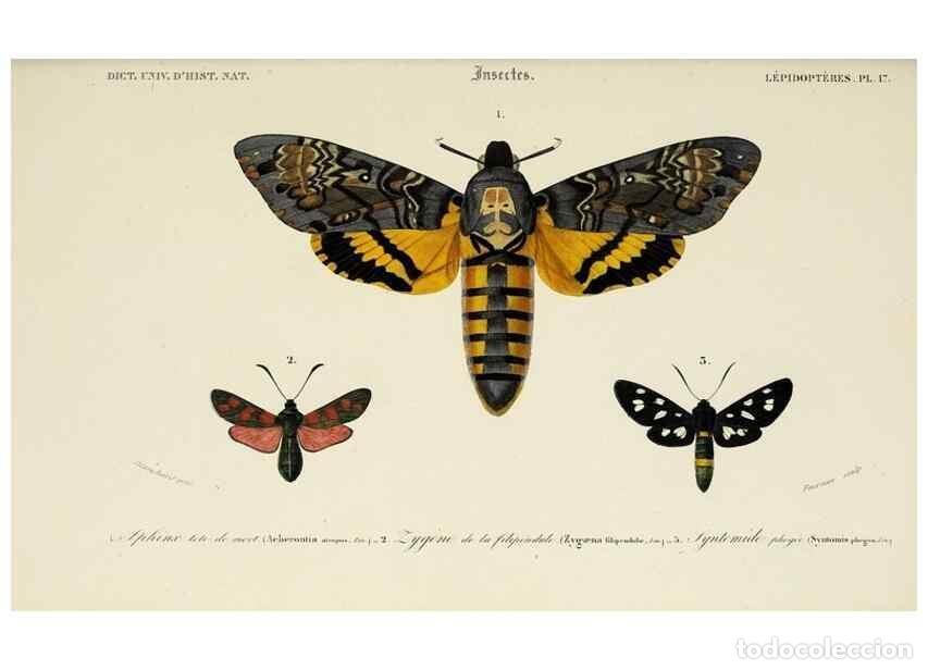 Collection Magazines and Newspapers: Reproducci&oacute;n/Reproduction 49724257971: Dictionnaire universel d'histoire naturelle :. Paris :Chez le