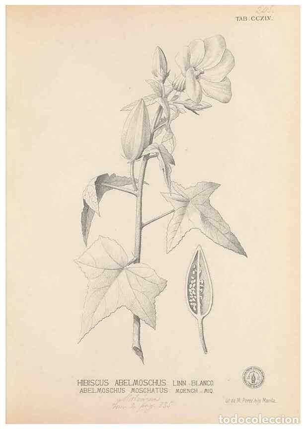 Collection Magazines and Newspapers: Reproducci&oacute;n/Reproduction 49747179076: Flora de Filipinas,. Manila,Estab. tip. de Plana y ca.,1877-8