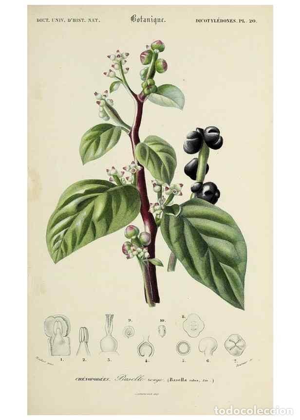 Collection Magazines and Newspapers: Reproducci&oacute;n/Reproduction 49725072747: Dictionnaire universel d'histoire naturelle :. Paris :Chez le