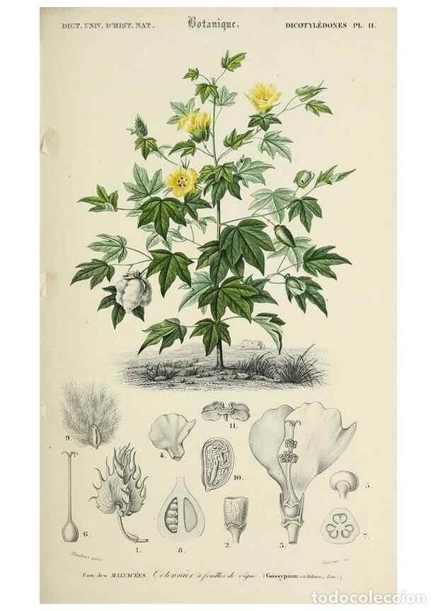 Collection Magazines and Newspapers: Reproducci&oacute;n/Reproduction 49725074077: Dictionnaire universel d'histoire naturelle :. Paris :Chez le