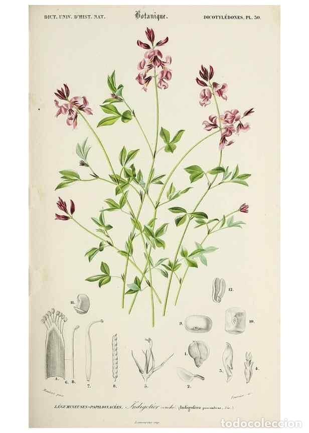 Collection Magazines and Newspapers: Reproducci&oacute;n/Reproduction 49724756831: Dictionnaire universel d'histoire naturelle :. Paris :Chez le