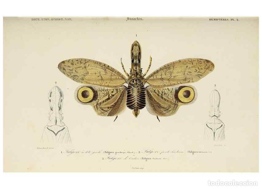 Collection Magazines and Newspapers: Reproducci&oacute;n/Reproduction 49724575747: Dictionnaire universel d'histoire naturelle :. Paris :Chez le