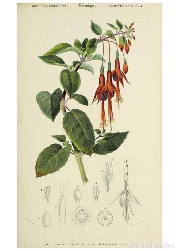 Collection Magazines and Newspapers: Reproducci&oacute;n/Reproduction 49725076537: Dictionnaire universel d'histoire naturelle :. Paris :Chez le