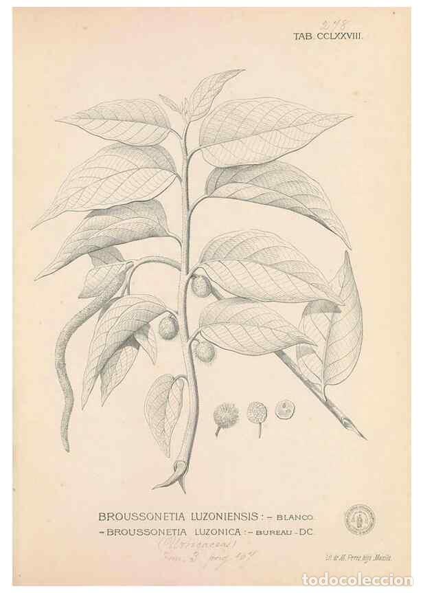 Collection Magazines and Newspapers: Reproducci&oacute;n/Reproduction 49747187886: Flora de Filipinas,. Manila,Estab. tip. de Plana y ca.,1877-8