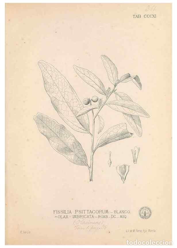 Collection Magazines and Newspapers: Reproducci&oacute;n/Reproduction 49746655438: Flora de Filipinas,. Manila,Estab. tip. de Plana y ca.,1877-8