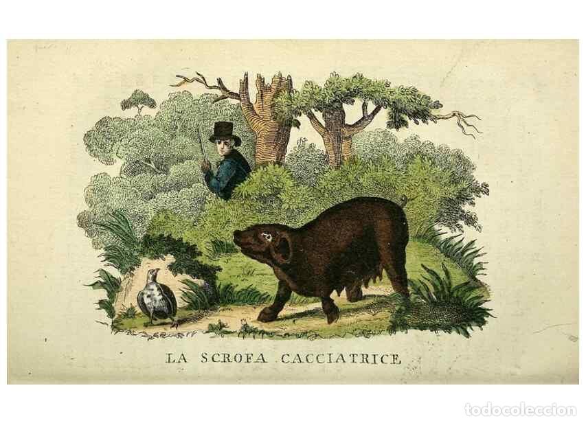 Collection Magazines and Newspapers: Reproducci&oacute;n/Reproduction 49742468711: Il gabinetto del giovane naturalista. Milano :Presso Omobono