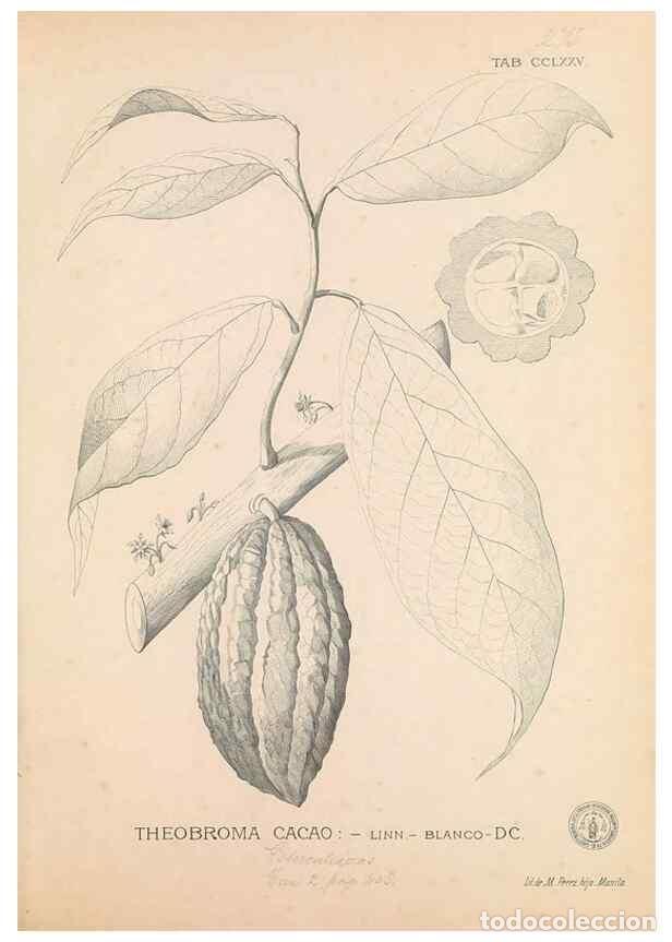 Collection Magazines and Newspapers: Reproducci&oacute;n/Reproduction 49747187086: Flora de Filipinas,. Manila,Estab. tip. de Plana y ca.,1877-8