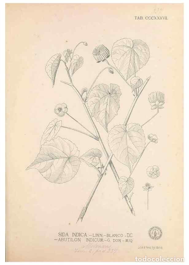 Collectionnisme de Revues et Journaux: Reproducci&oacute;n/Reproduction 49747530212: Flora de Filipinas,. Manila,Estab. tip. de Plana y ca.,1877-8