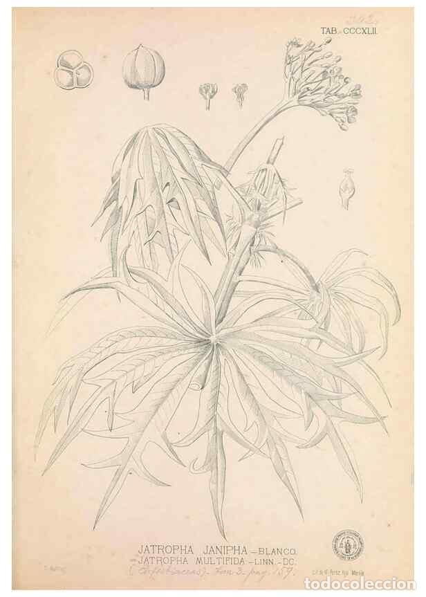 Collectionnisme de Revues et Journaux: Reproducci&oacute;n/Reproduction 49747531667: Flora de Filipinas,. Manila,Estab. tip. de Plana y ca.,1877-8