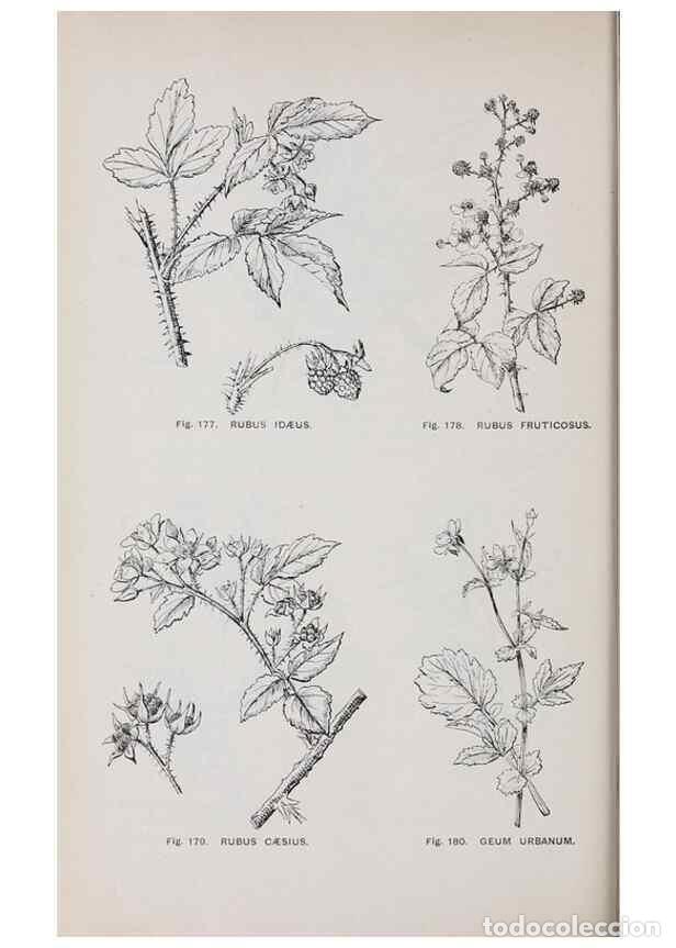 Collectionnisme de Revues et Journaux: Reproducci&oacute;n/Reproduction 49743582697: The flora of the Liverpool district /. Liverpool :D. Marples