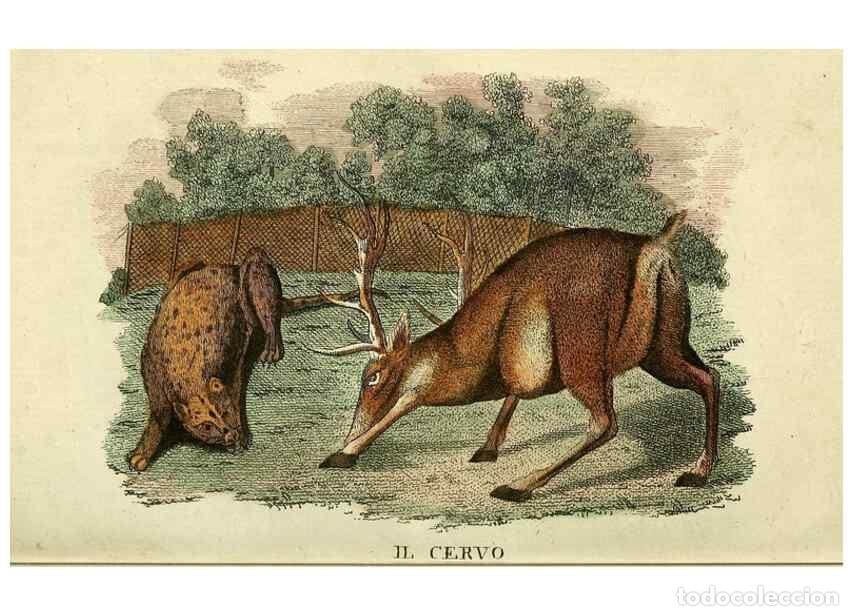 Collectionnisme de Revues et Journaux: Reproducci&oacute;n/Reproduction 49741918038: Il gabinetto del giovane naturalista. Milano :Presso Omobono