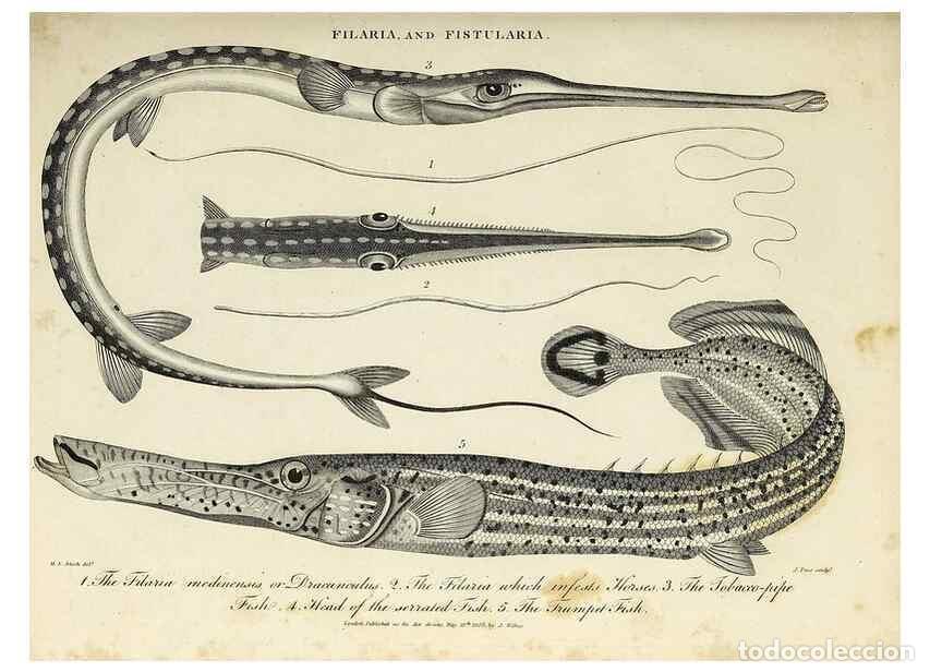 Collection Magazines and Newspapers: Reproducci&oacute;n/Reproduction 49754349271: Encyclopaedia londinensis, or, Universal dictionary of arts,