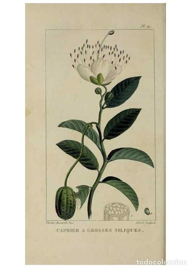 Collection Magazines and Newspapers: Reproducci&oacute;n/Reproduction 49742627048: Flore pittoresque et m&eacute;dicale des Antilles, ou, Histoire natu
