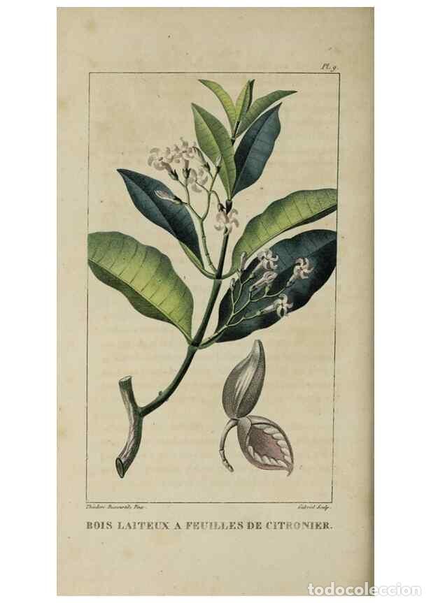 Collection Magazines and Newspapers: Reproducci&oacute;n/Reproduction 49743491687: Flore pittoresque et m&eacute;dicale des Antilles, ou, Histoire natu