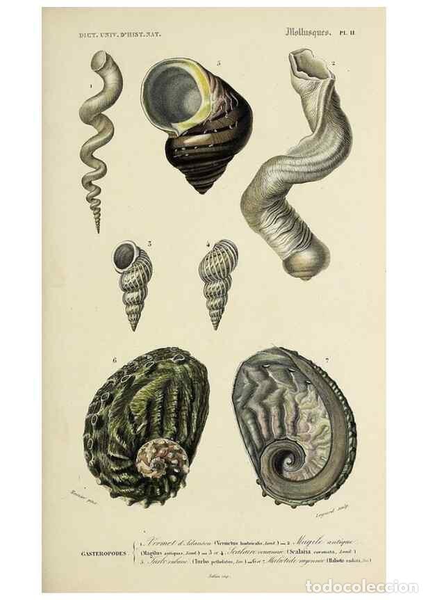 Collection Magazines and Newspapers: Reproducci&oacute;n/Reproduction 49725062572: Dictionnaire universel d'histoire naturelle :. Paris :Chez le