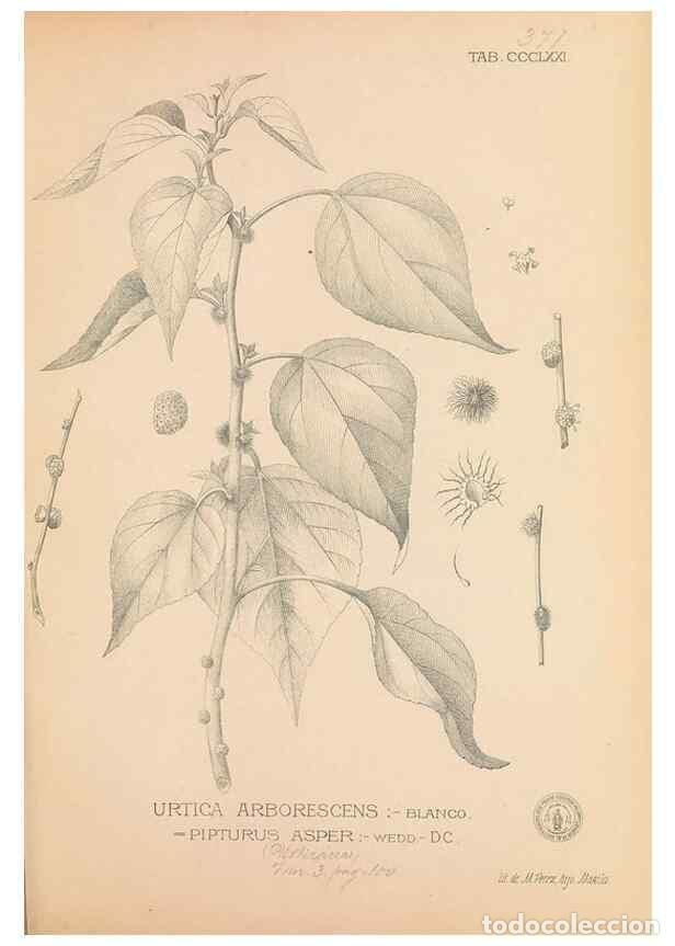 Collectionnisme de Revues et Journaux: Reproducci&oacute;n/Reproduction 49747538692: Flora de Filipinas,. Manila,Estab. tip. de Plana y ca.,1877-8