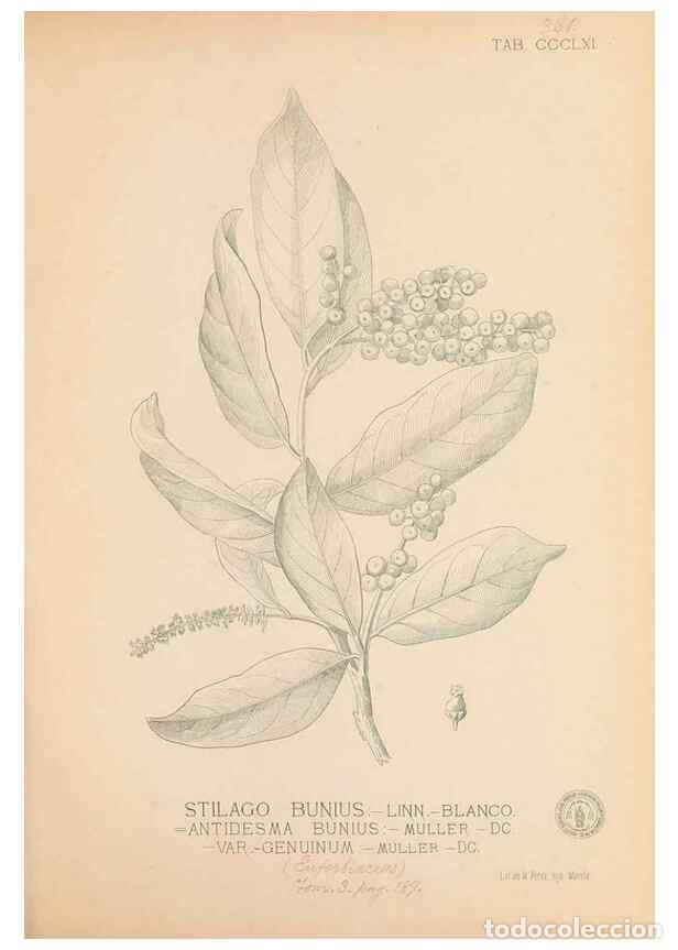 Collectionnisme de Revues et Journaux: Reproducci&oacute;n/Reproduction 49747536707: Flora de Filipinas,. Manila,Estab. tip. de Plana y ca.,1877-8