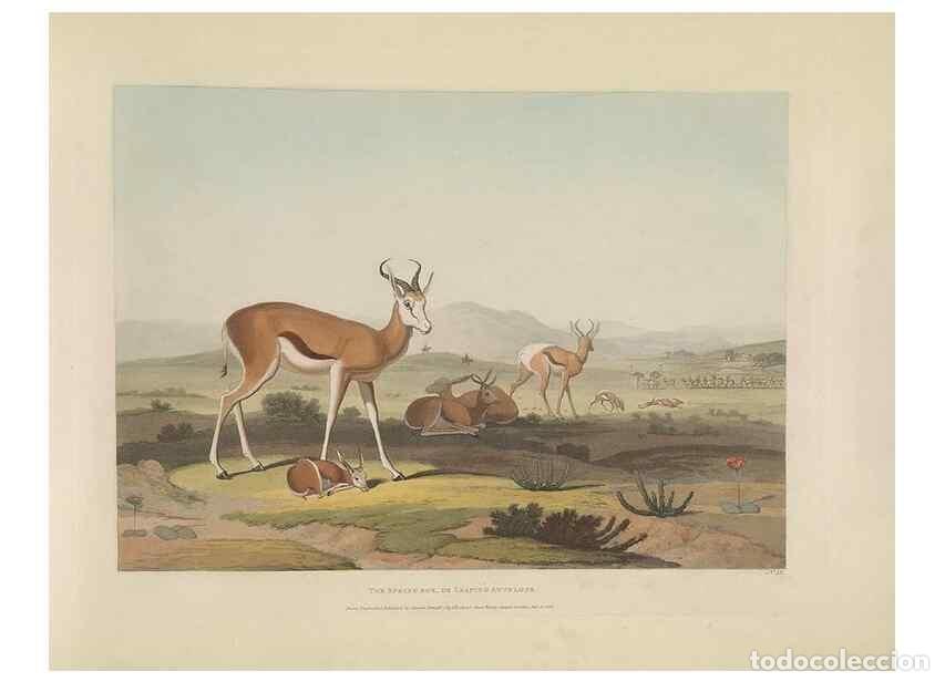 Collezionismo di Riviste e Giornali: Reproducci&oacute;n/Reproduction 49753578472: [African scenery and animals]. London,1804-05. - Daniell, Sam