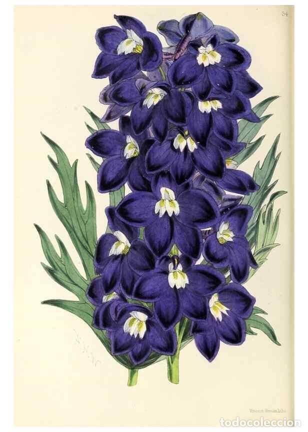 Collectionnisme de Revues et Journaux: Reproducci&oacute;n/Reproduction 49797872452: The floral magazine;. London,L. Reeve & Co.. - Dombrain, Henr