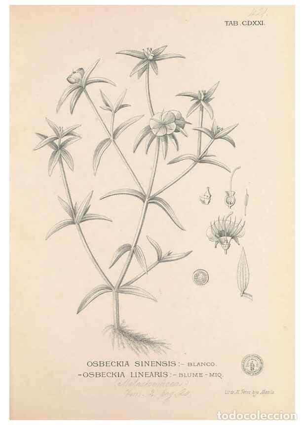 Collectionnisme de Revues et Journaux: Reproducci&oacute;n/Reproduction 49746681913: Flora de Filipinas,. Manila,Estab. tip. de Plana y ca.,1877-8
