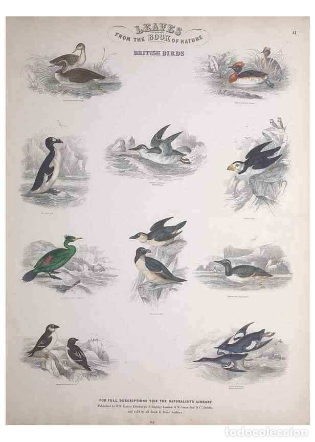 Collectionnisme de Revues et Journaux: Reproducci&oacute;n/Reproduction 49748852348: Leaves from the book of nature,. Edinburgh :W.H. Lizars;[184-