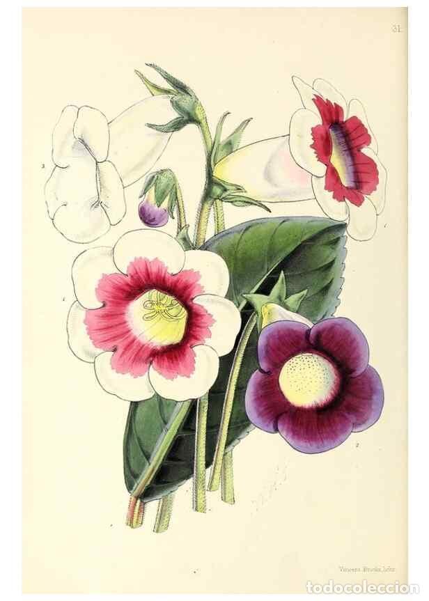 Collectionnisme de Revues et Journaux: Reproducci&oacute;n/Reproduction 49797561101: The floral magazine;. London,L. Reeve & Co.. - Dombrain, Henr