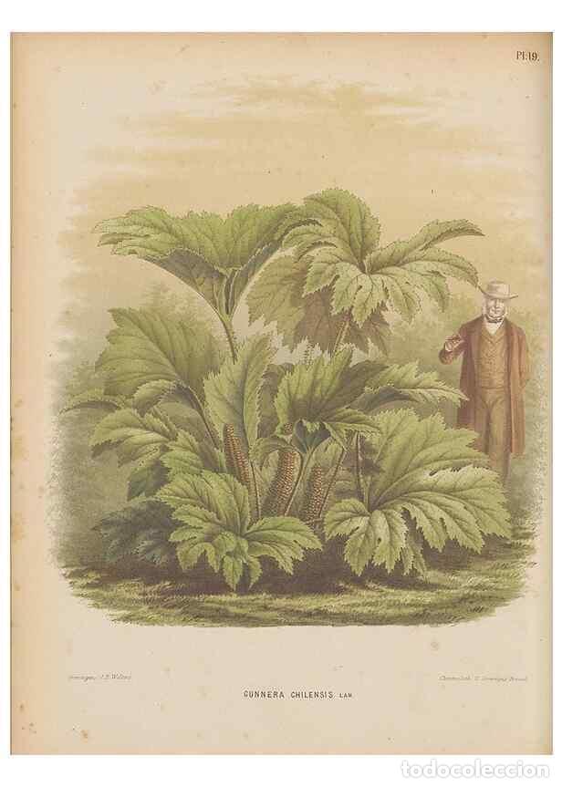 Collection Magazines and Newspapers: Reproducci&oacute;n/Reproduction 49798411152: Flora :. Groningen :J.B. Wolters,[1868]. - Witte, H.