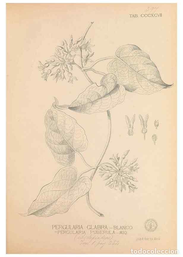 Collection Magazines and Newspapers: Reproducci&oacute;n/Reproduction 49747217556: Flora de Filipinas,. Manila,Estab. tip. de Plana y ca.,1877-8