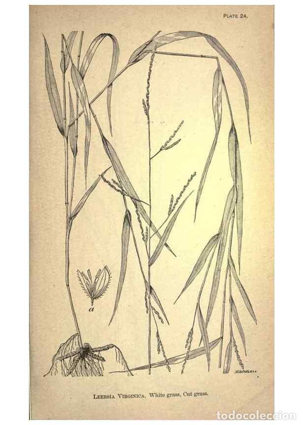 Collection Magazines and Newspapers: Reproducci&oacute;n/Reproduction 49579177816: The agricultural grasses and forage plants of the United Stat