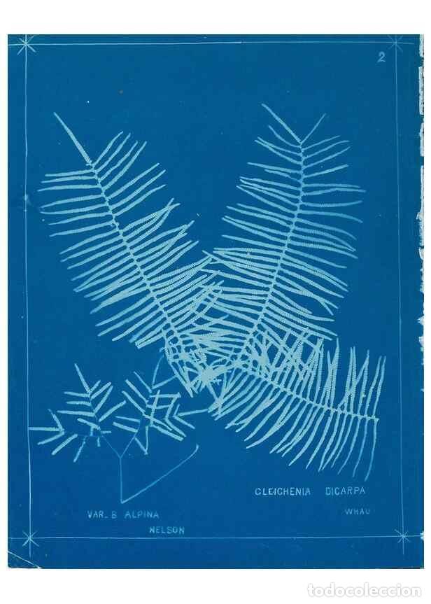 Collection Magazines and Newspapers: Reproducci&oacute;n/Reproduction 49806233882: [New Zealand ferns]. Auckland, New ZealandDobbie, H. B.1880.
