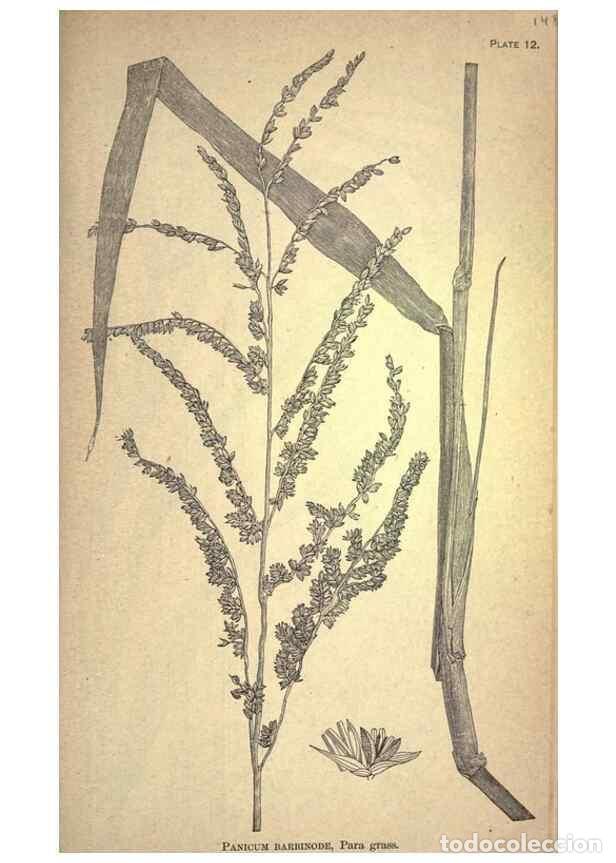 Collection Magazines and Newspapers: Reproducci&oacute;n/Reproduction 49578671153: The agricultural grasses and forage plants of the United Stat