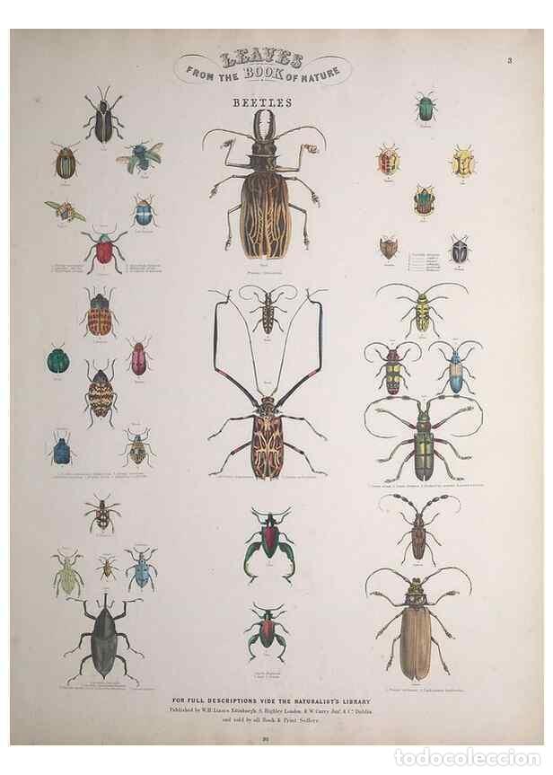 Collection Magazines and Newspapers: Reproducci&oacute;n/Reproduction 49749400451: Leaves from the book of nature,. Edinburgh :W.H. Lizars;[184-