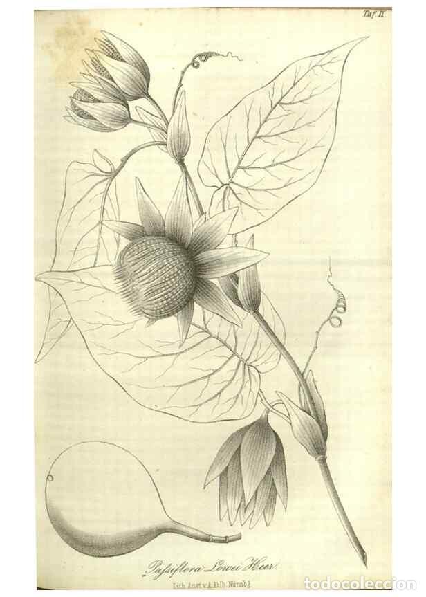 Collection Magazines and Newspapers: Reproducci&oacute;n/Reproduction 49803141897: Gartenflora.. Erlangen :F. Enke,1852-1940.. - Deutsche Garten