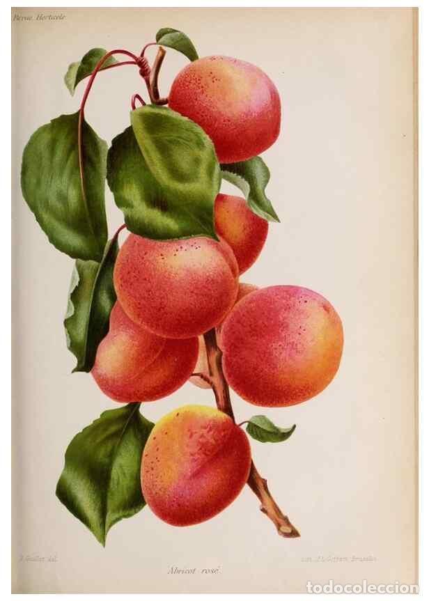 Collection Magazines and Newspapers: Reproducci&oacute;n/Reproduction 49643916957: Revue horticole.. Paris :Librairie agricole de la maison rust