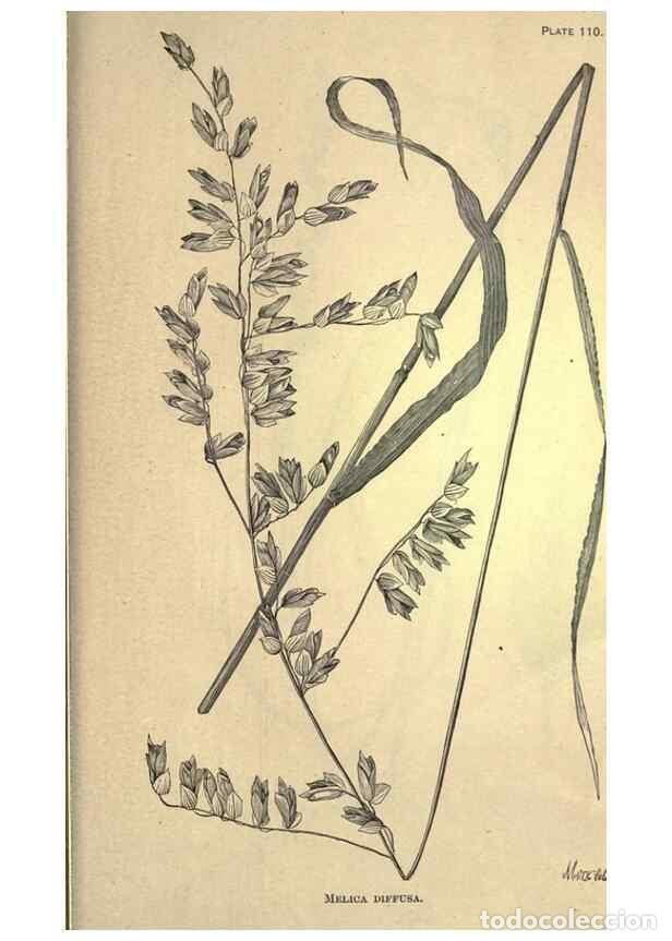 Collection Magazines and Newspapers: Reproducci&oacute;n/Reproduction 49578697488: The agricultural grasses and forage plants of the United Stat