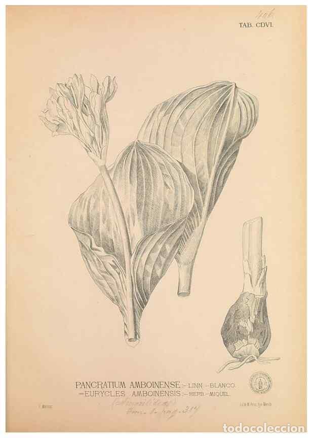 Collection Magazines and Newspapers: Reproducci&oacute;n/Reproduction 49747219976: Flora de Filipinas,. Manila,Estab. tip. de Plana y ca.,1877-8